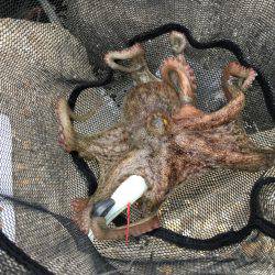 早朝オクトパッシング