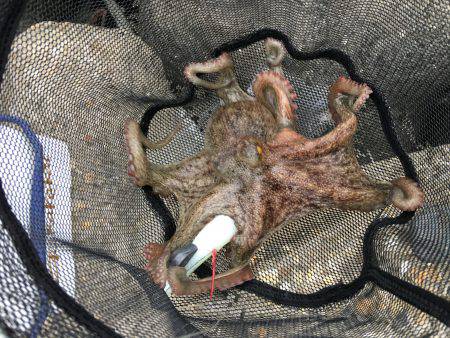 早朝オクトパッシング