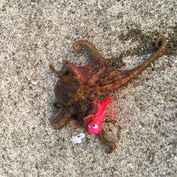 タチウオ調査&オクトパッシング