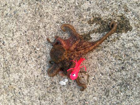 タチウオ調査&オクトパッシング