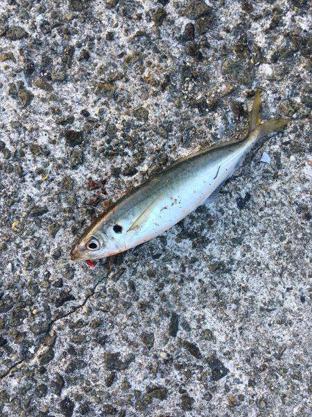 一文字でショアジギング