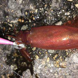 ライトエギング