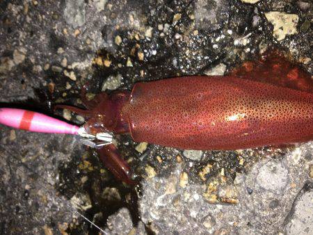 ライトエギング