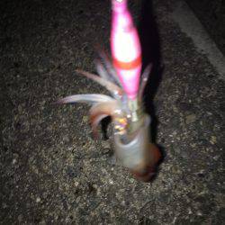 ケンサキライトエギング