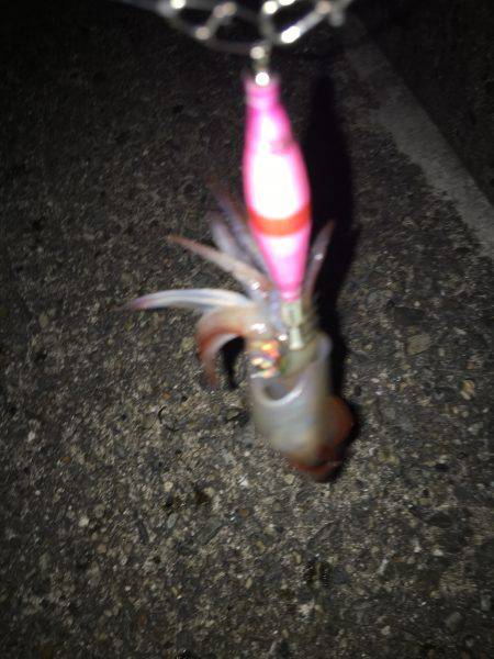 ケンサキライトエギング