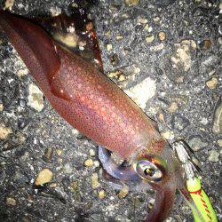 ライトエギング