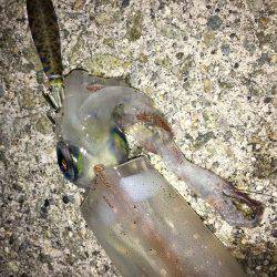 ランガンライトエギング