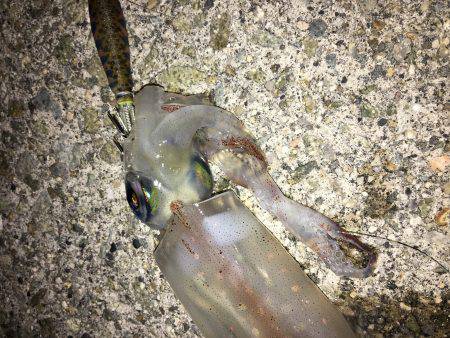 ランガンライトエギング