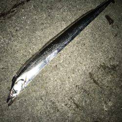 ポーアイ沖サゴシ タチウオ