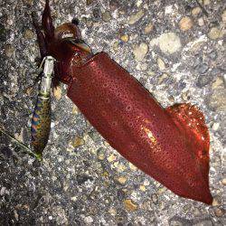 ダメよ〜ダメダメエギング