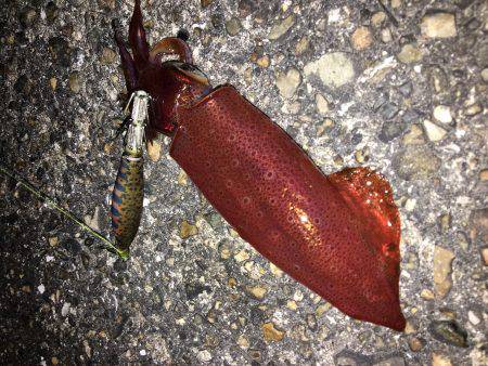 ダメよ〜ダメダメエギング