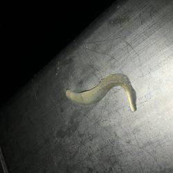 全くダメケンサキ