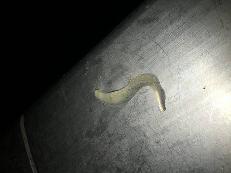 全くダメケンサキ