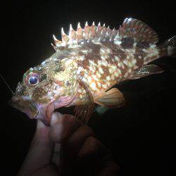 地磯チャレンジ