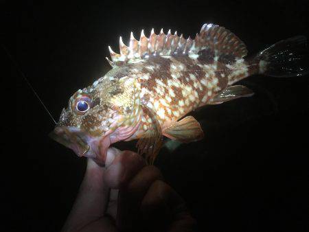 地磯チャレンジ