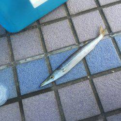 メタルマルカマス