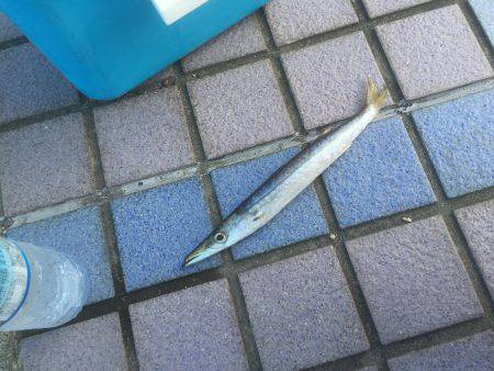 メタルマルカマス