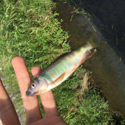 オイカワめっちゃ綺麗