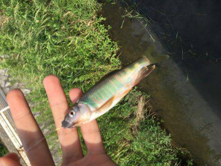 オイカワめっちゃ綺麗