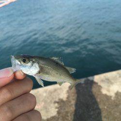 キスのつもりがサビキw