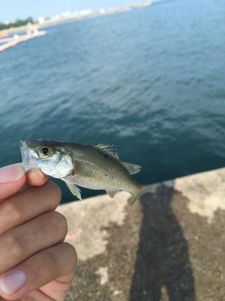 キスのつもりがサビキw