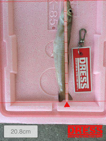 キス釣りのはずが全然釣れず..」