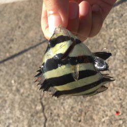 釣り始め遅すぎたw