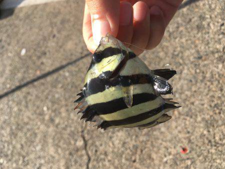 釣り始め遅すぎたw