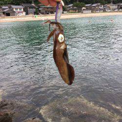 アオリイカ新子サイズ調査