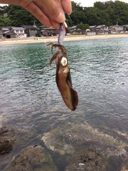 アオリイカ新子サイズ調査