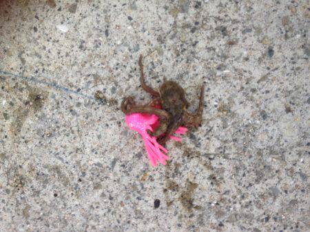 安定のタコ釣り16