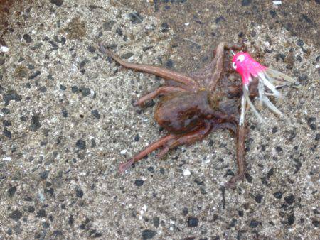 タコ釣り終盤10