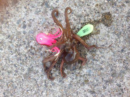 タコワンファイナル