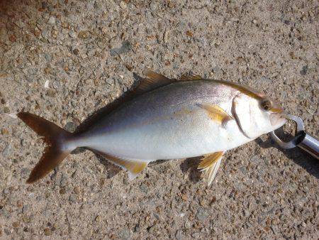 ハマチツーシオワン