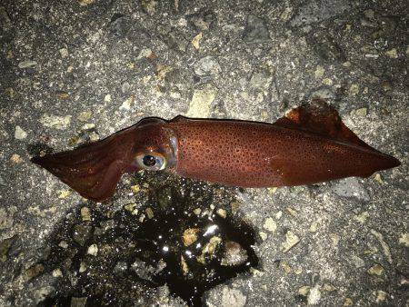 ライトエギング