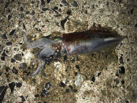 ライトエギング