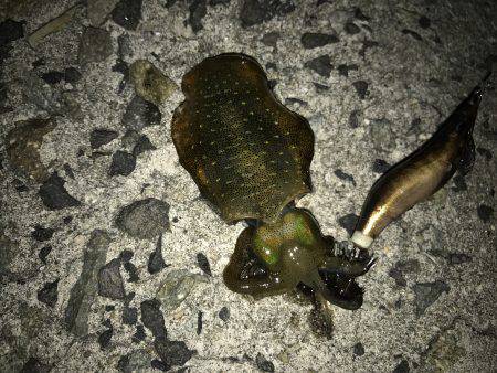 穴釣り、ライトエギング