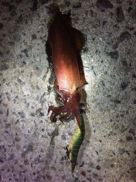 ケンサキイカ 大爆釣