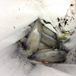 ケンサキで大賑わい