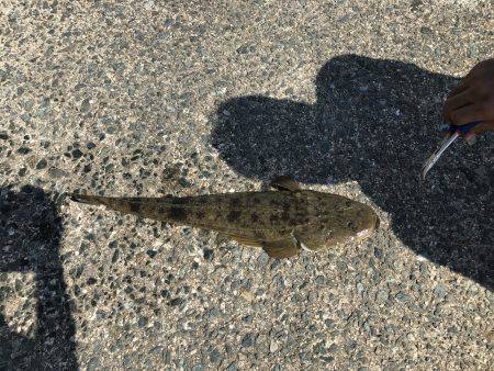 初めて泳がせ釣りで釣りました！ 竿が吹っ飛…