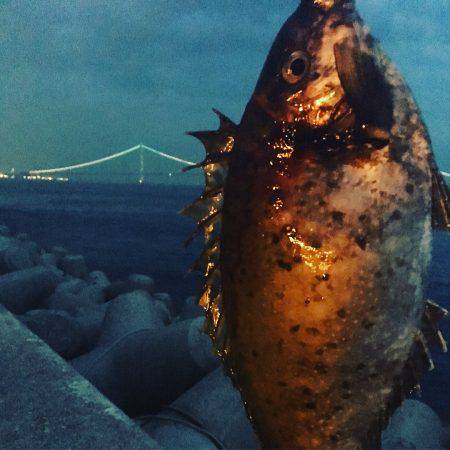 ジグパラ アイゴ(37㎝)