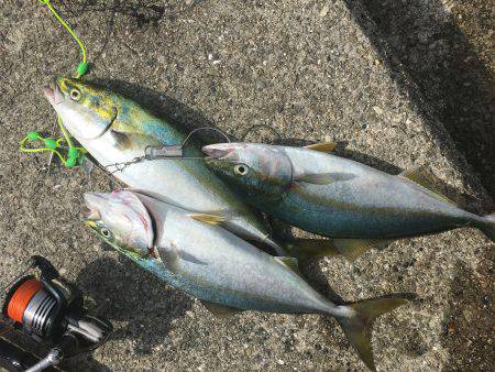 シーバス狙いのツバス