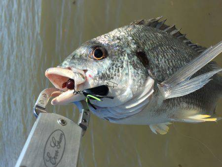 チヌデイゲーム