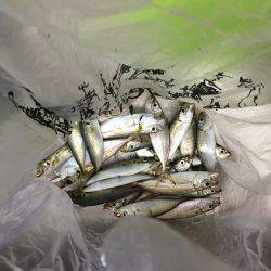 アジ釣れたー！