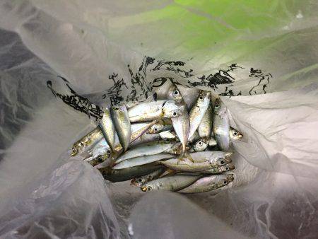 アジ釣れたー！