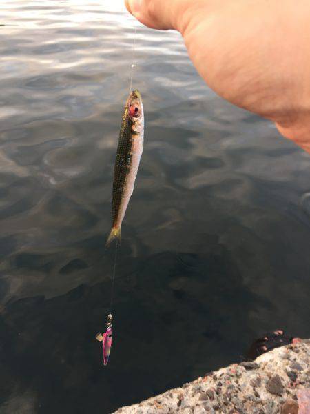 ファミリーフィッシング