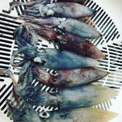 イカ釣り