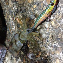 今シーズン初アオリ