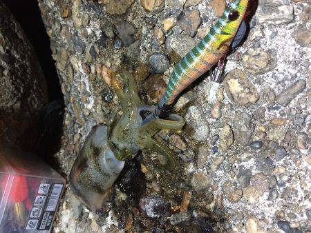 今シーズン初アオリ