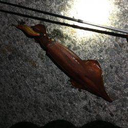 ケンサキエギング